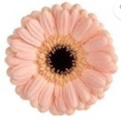 Germini apricot Auge Bund