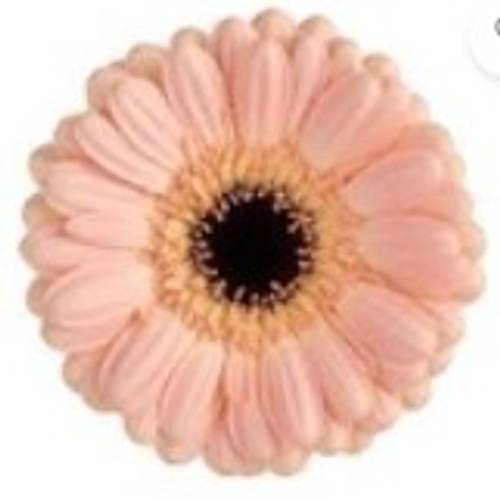 Germini apricot Auge Bund