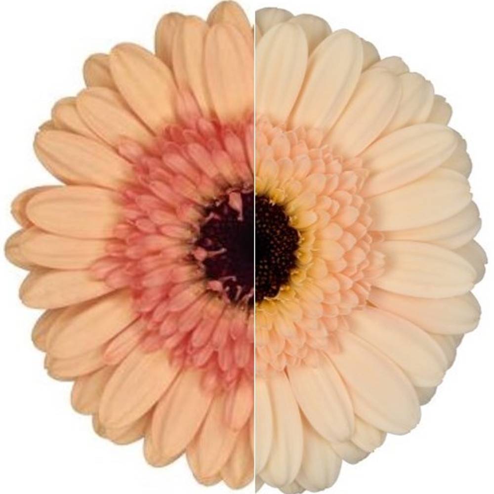 Germini apricot Auge Bund