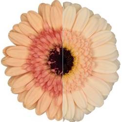 Germini apricot Auge Bund