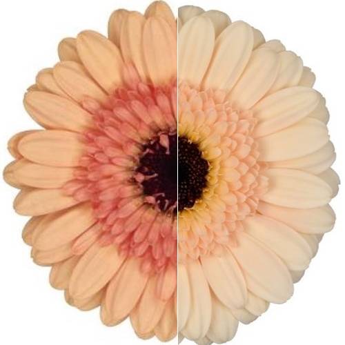 Germini apricot Auge Bund