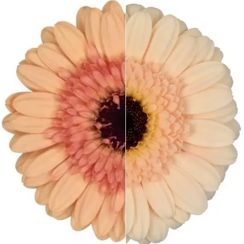 Germini apricot Auge Bund