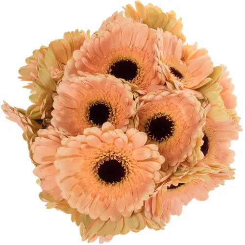 Germini apricot Bund