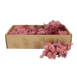 Islandmoos rosa 500gr im Karton