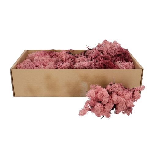 Islandmoos rosa 500gr im Karton