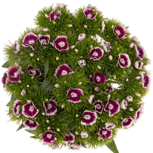 Bartnelke llla ws Sw Will Bicolour Purple 40