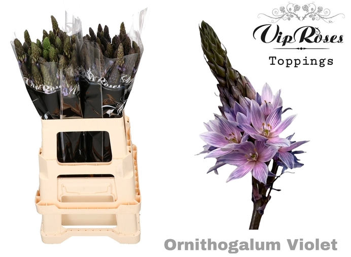 Ornithogalum milka gefärbt 60cm