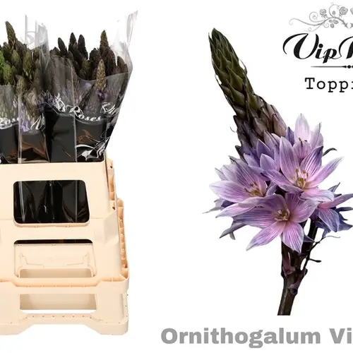 Ornithogalum milka gefärbt 60cm