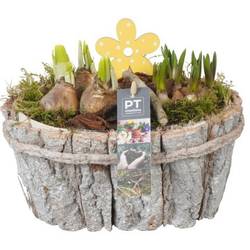 Zwiebel.Arr mix PTBM3917 T23 H021