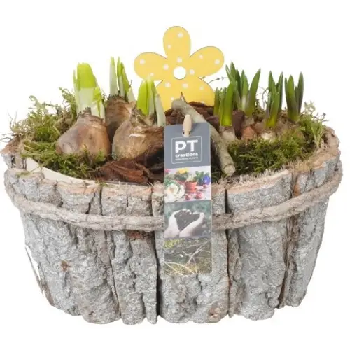 Zwiebel.Arr mix PTBM3917 T23 H021