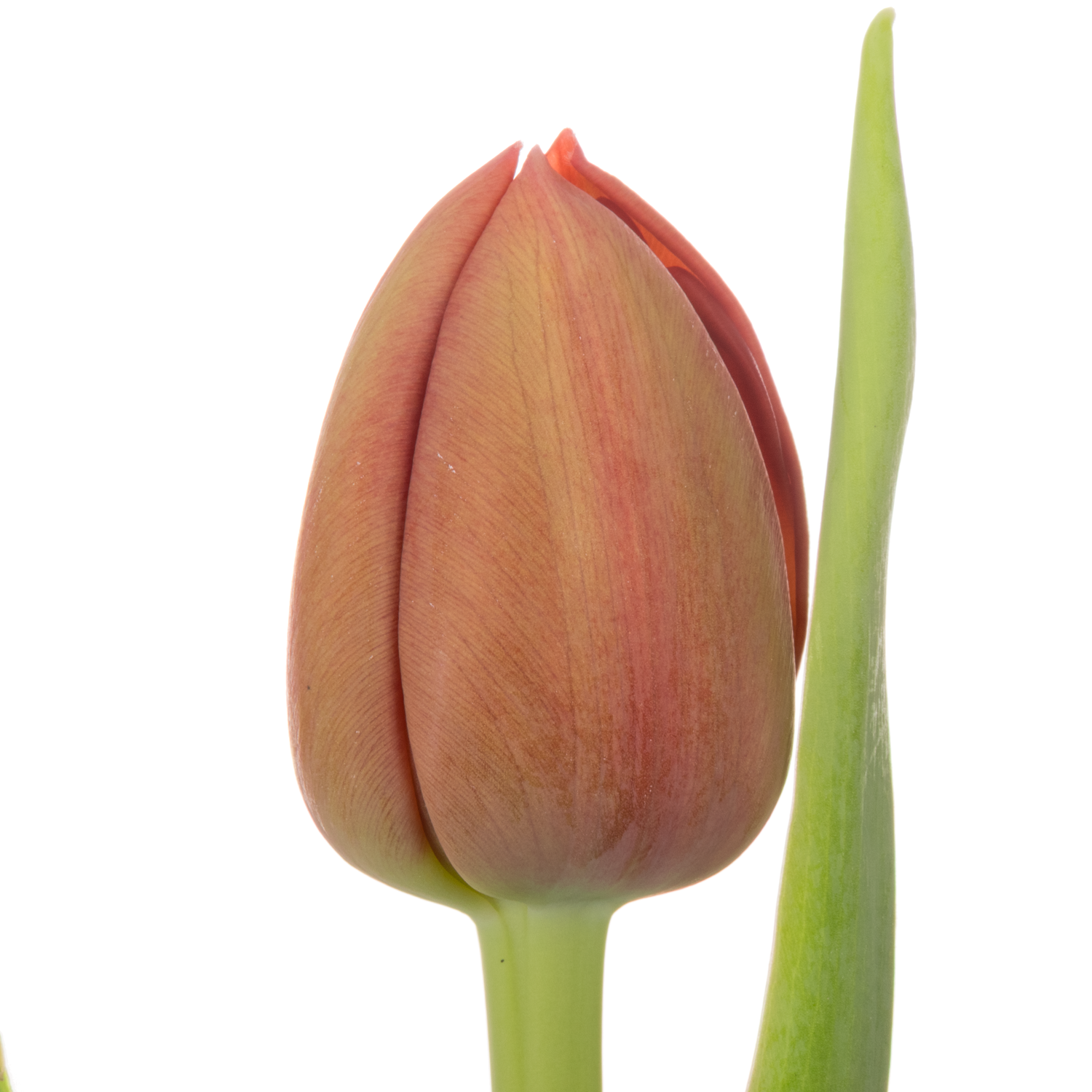 Tulpe rot doppel Mayday 36 Gramm
