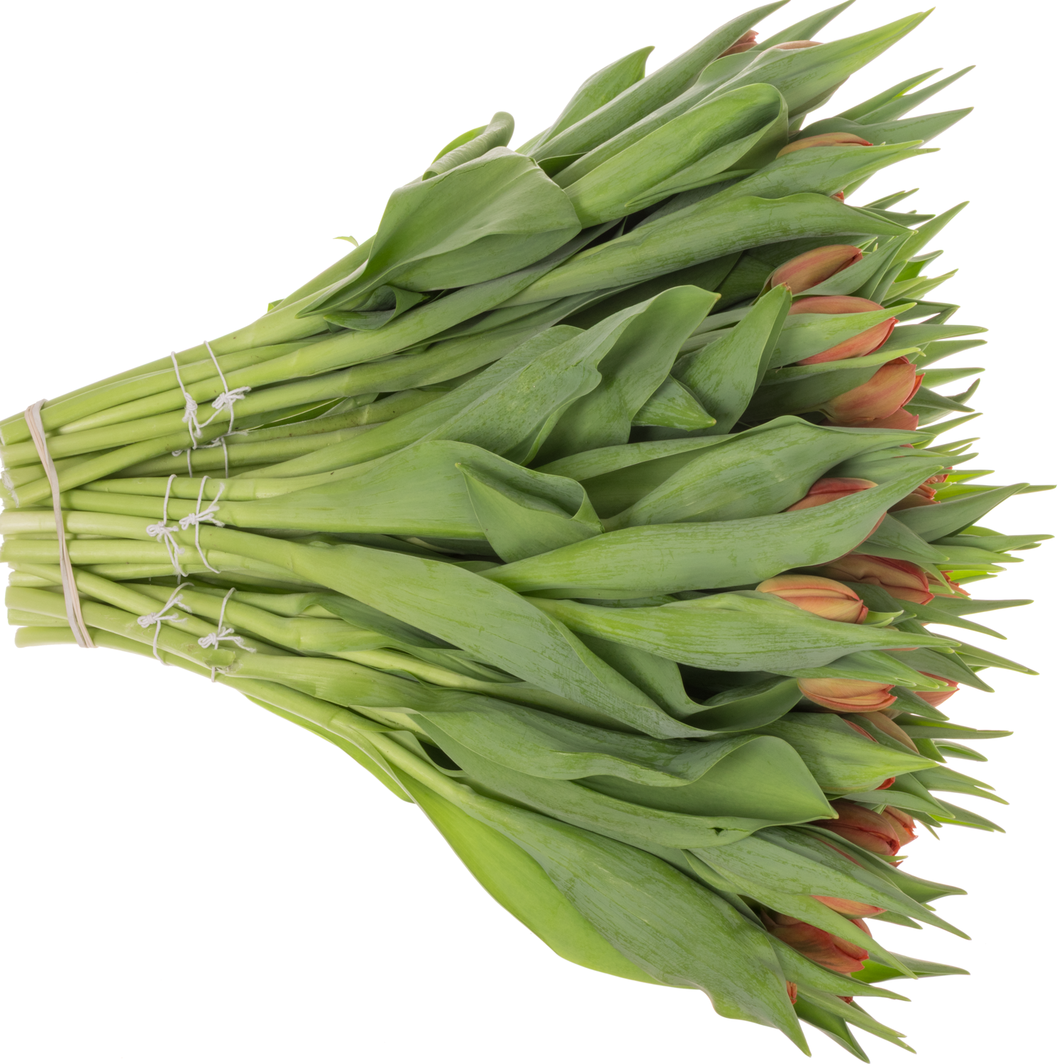 Tulpe rot doppel Mayday 36 Gramm