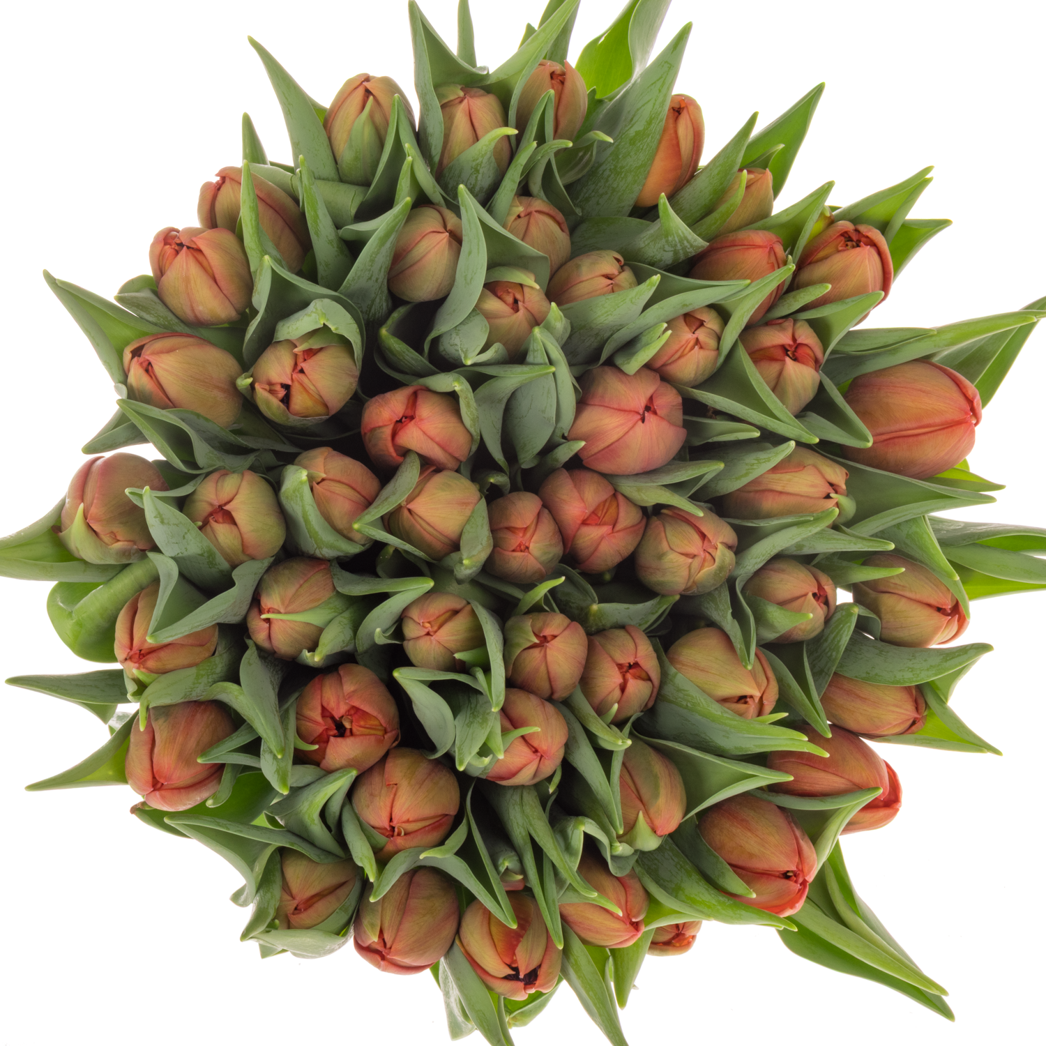 Tulpe rot doppel Mayday 36 Gramm