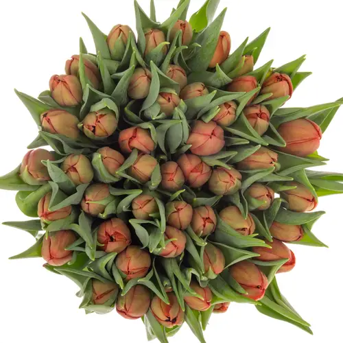 Tulpe rot doppel Mayday 36 Gramm
