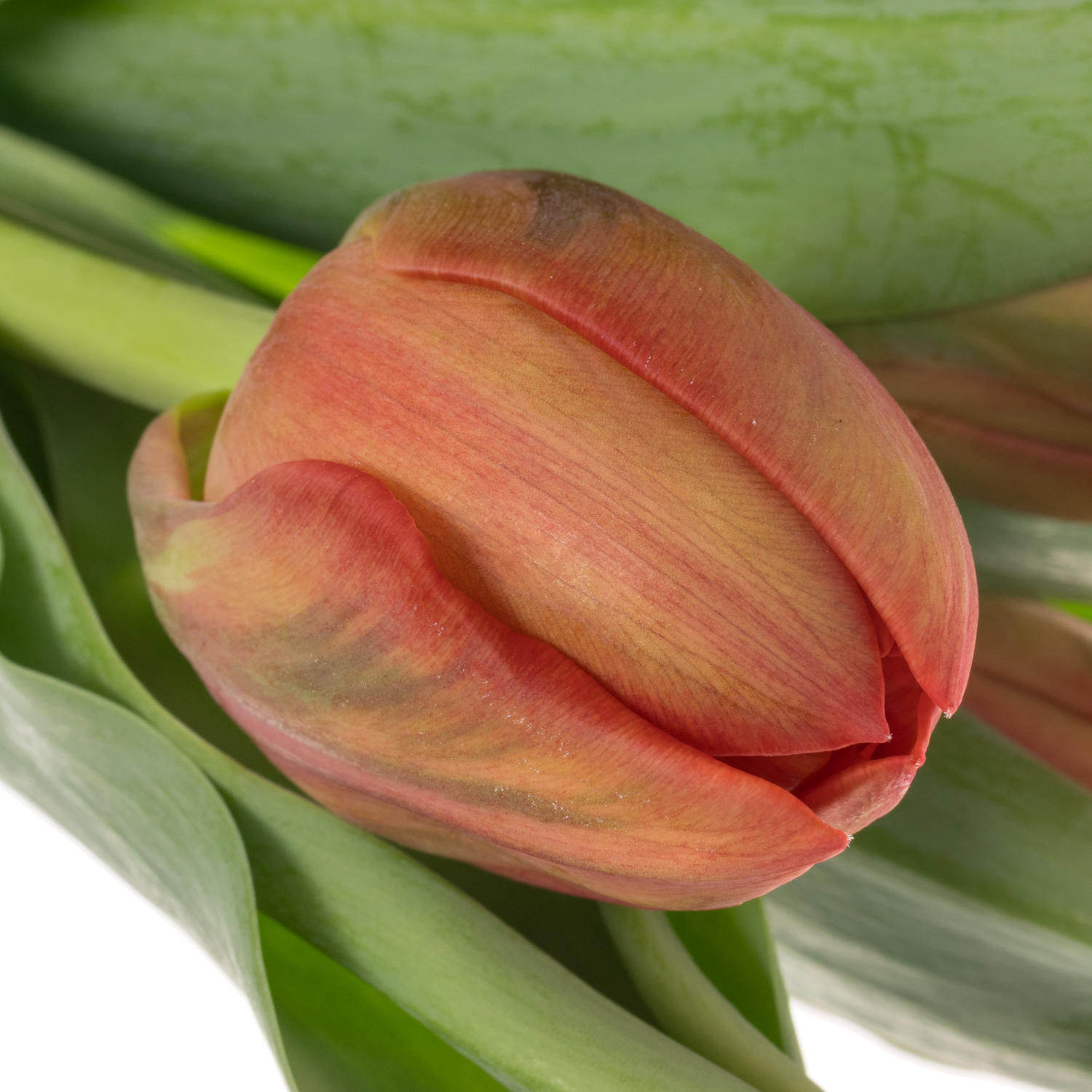 Tulpe rot doppel Mayday 36 Gramm