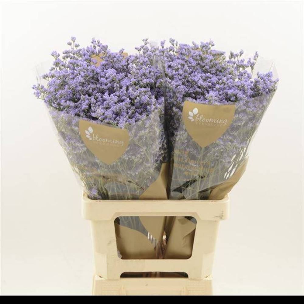 Limonium milka Utah Blue 25 Gramm 70cm