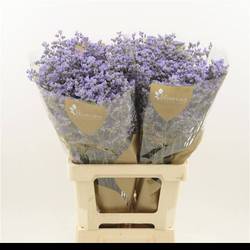 Limonium milka Utah Blue 25 Gramm 70cm