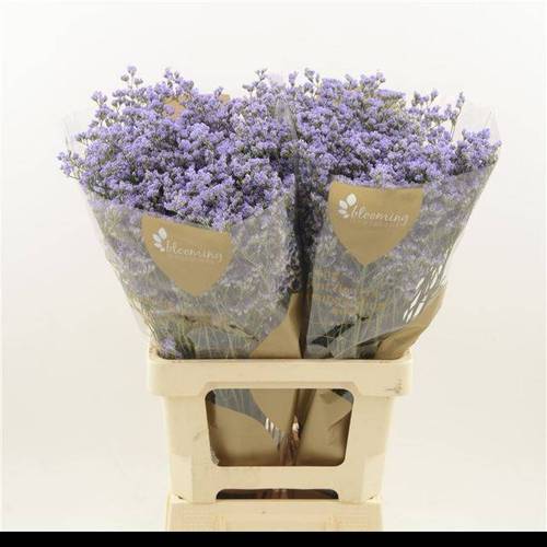 Limonium milka Utah Blue 25 Gramm 70cm