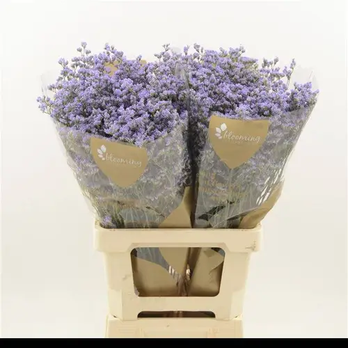 Limonium milka Utah Blue 25 Gramm 70cm