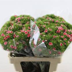 Bartnelke lachs/creme Salmon 55cm