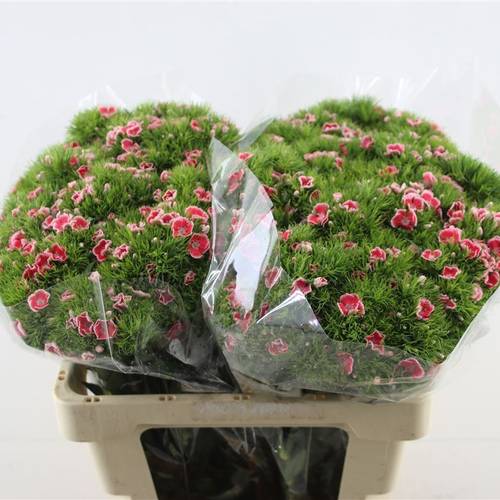 Bartnelke lachs/creme Salmon 55cm