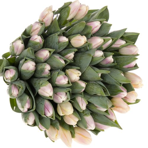 Tulpe rosa Ghost 28 Gramm