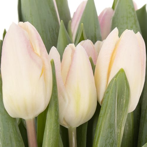Tulpe rosa Ghost 28 Gramm