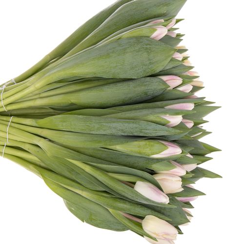 Tulpe rosa Ghost 28 Gramm