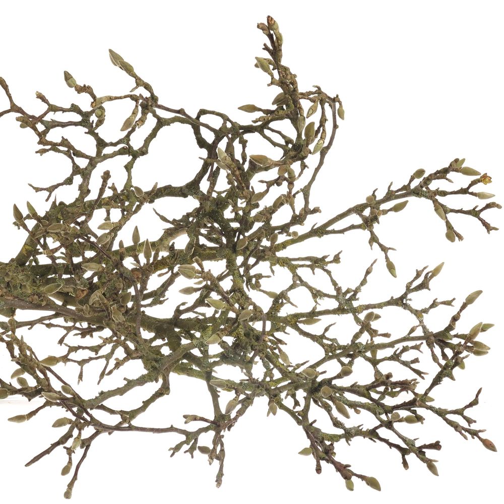 Magnolia rosa Zweigen 100cm