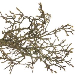 Magnolia rosa Zweigen 100cm