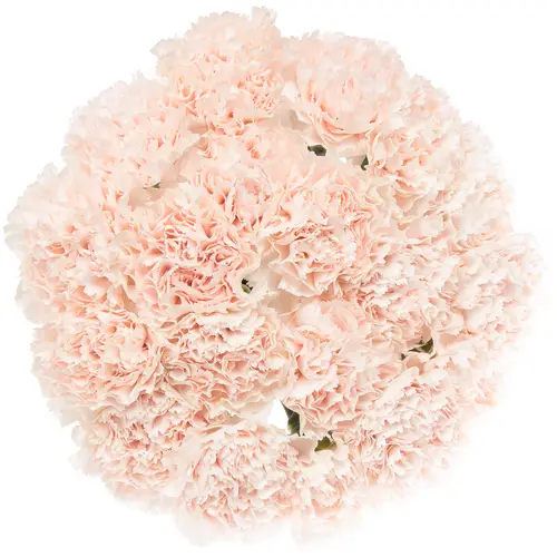 Nelke rosa Brut 70cm