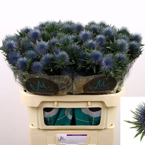 Distel blau Magnetar 70cm