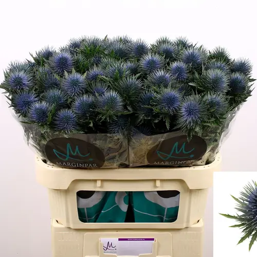 Distel blau Magnetar 70cm