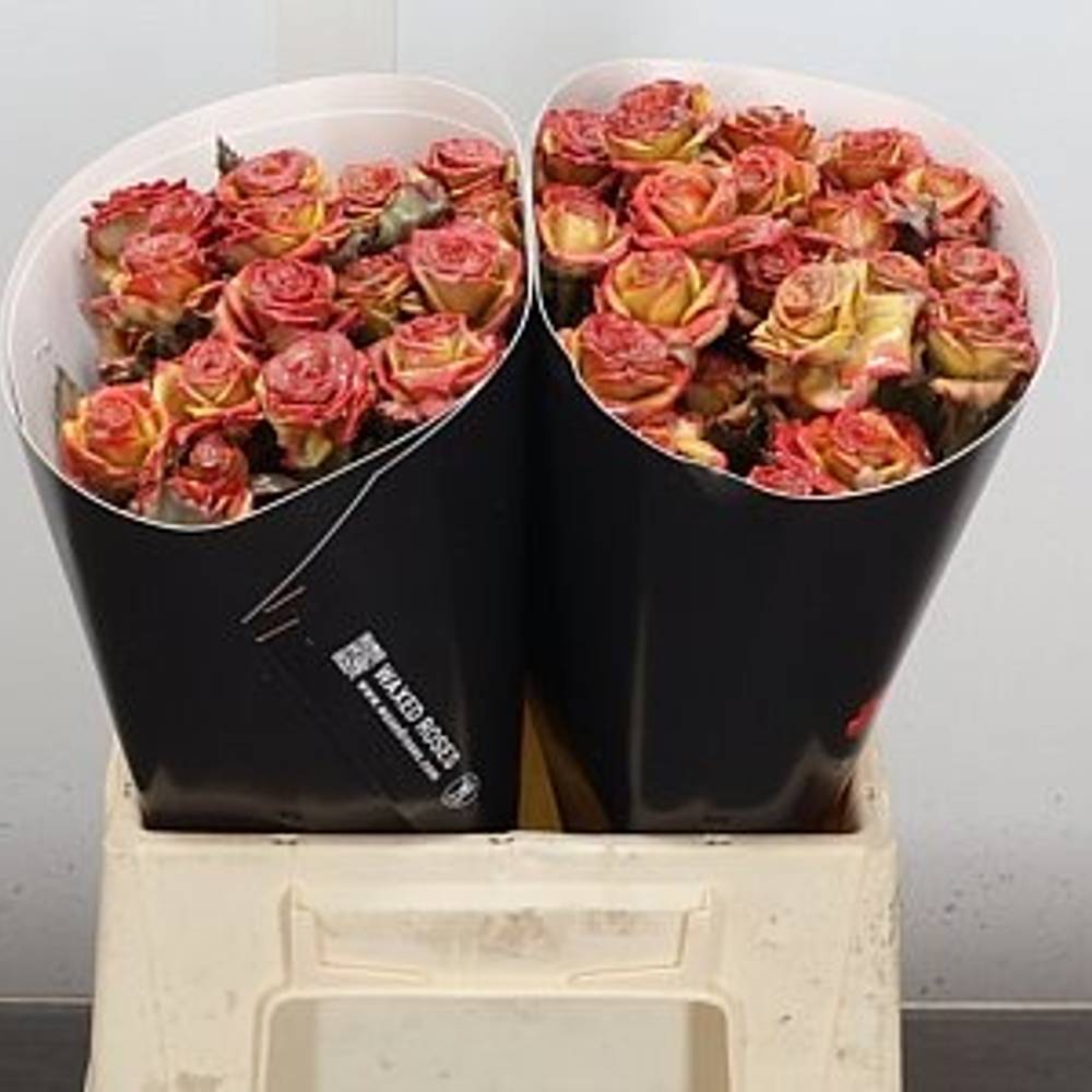 Rose verzweigt orange/rosa Wachs F Versillia 40cm