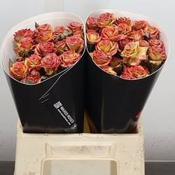 Rose verzweigt orange/rosa Wachs F Versillia 40cm