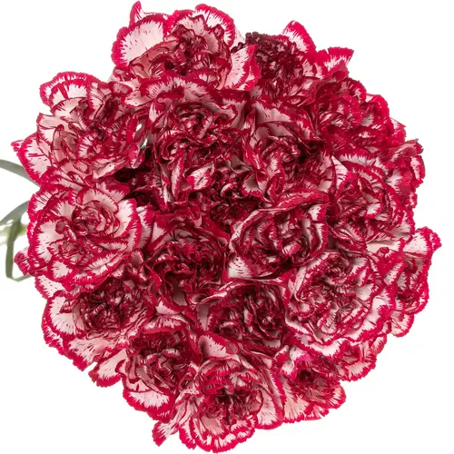 Nelke rot/creme Olympia  70cm