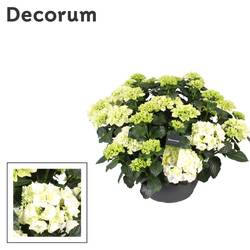 Hortensie weiss 20+Bl. T30 H030
