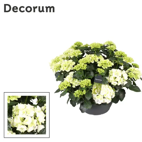 Hortensie weiss 20+Bl. T30 H030