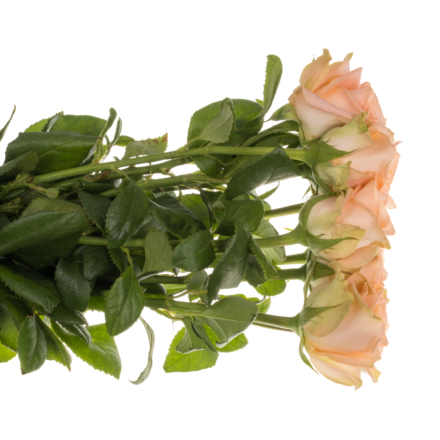Rosa Freiland apricot Tiffany 50cm
