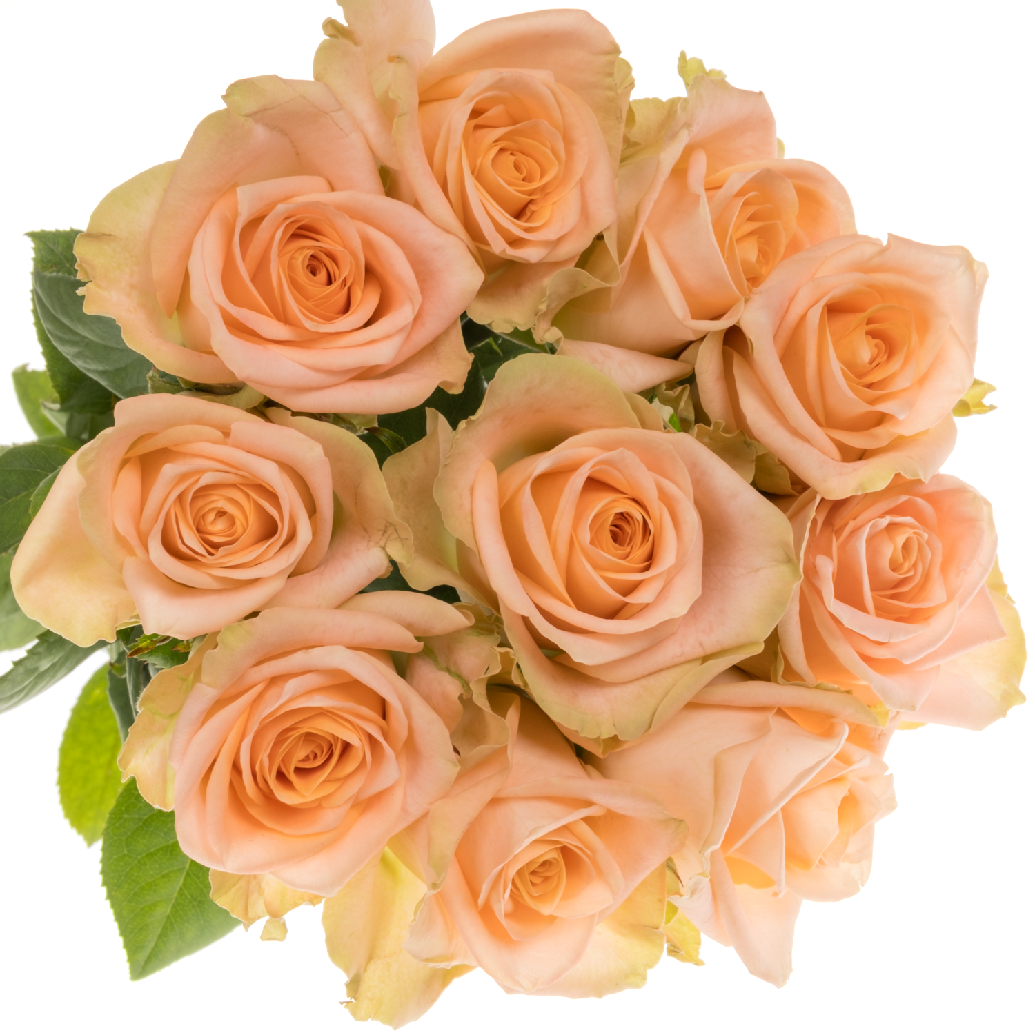 Rosa Freiland apricot Tiffany 50cm