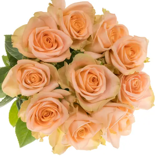 Rosa Freiland apricot Tiffany 50cm