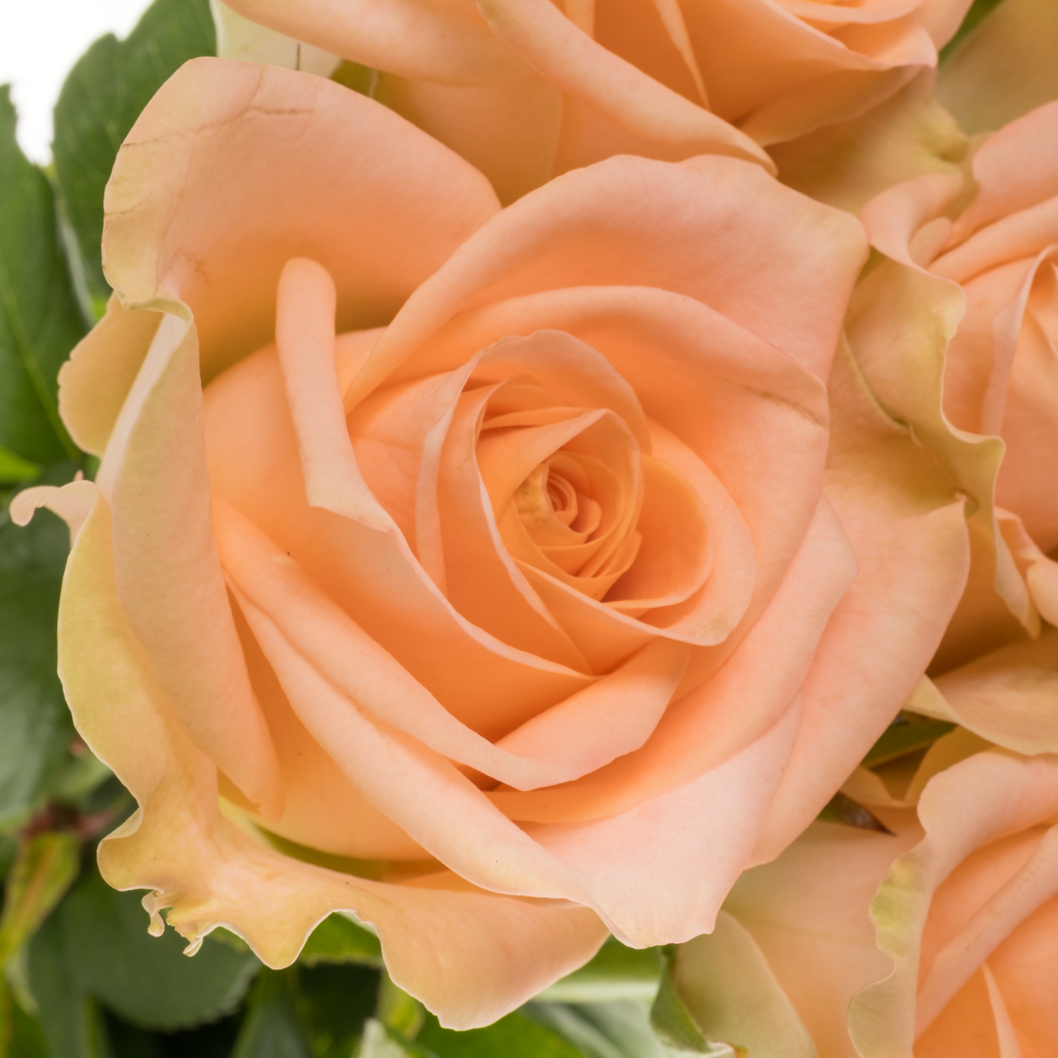 Rosa Freiland apricot Tiffany 50cm