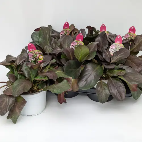 Bergenia Schneekristall T17 H040