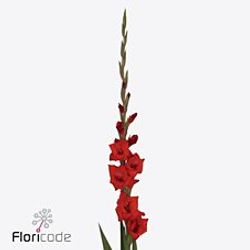 Gladiole rot Costello 95cm