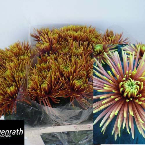 Chrys.Deko dunkel orange-gelb Saffina 80 Gramm 80cm DE