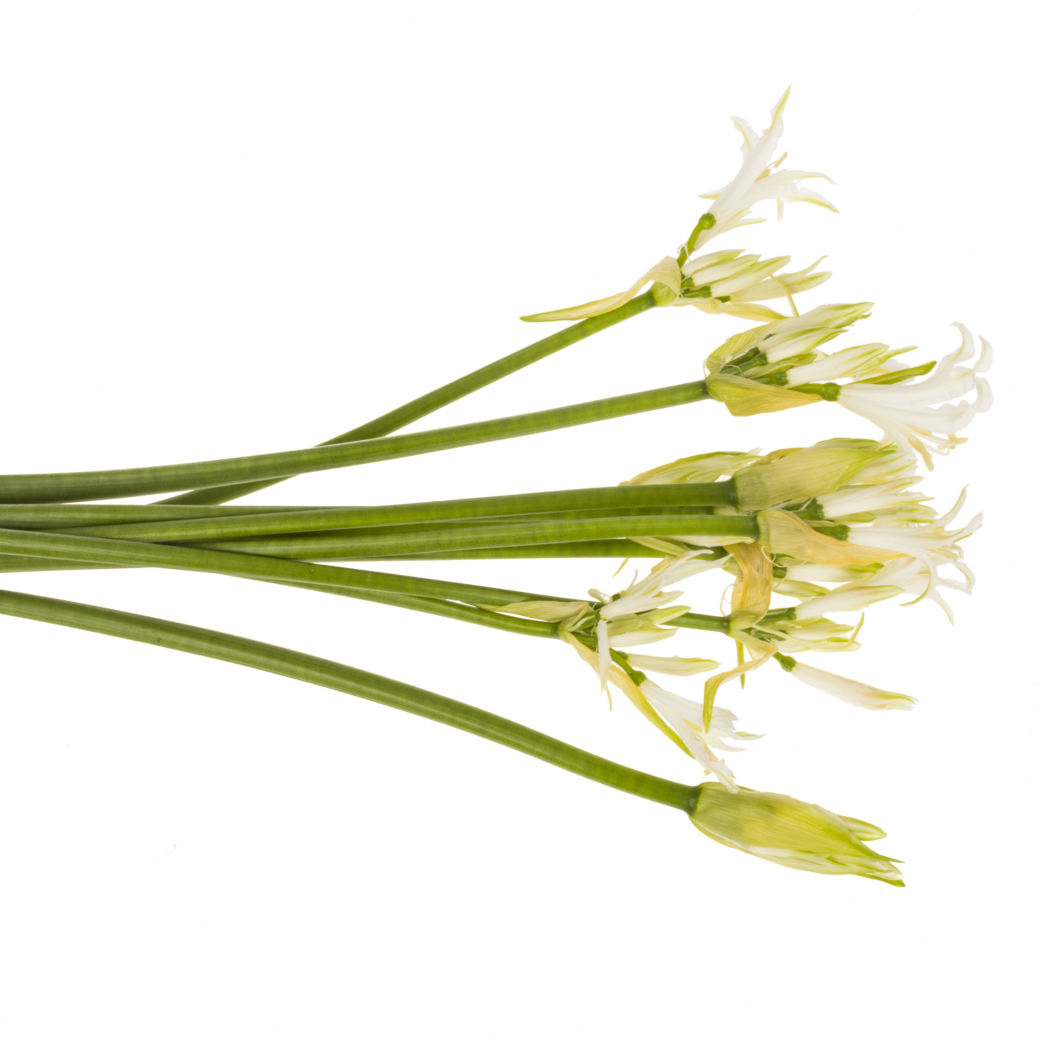 Nerine creme/weiss White Tiger 85cm