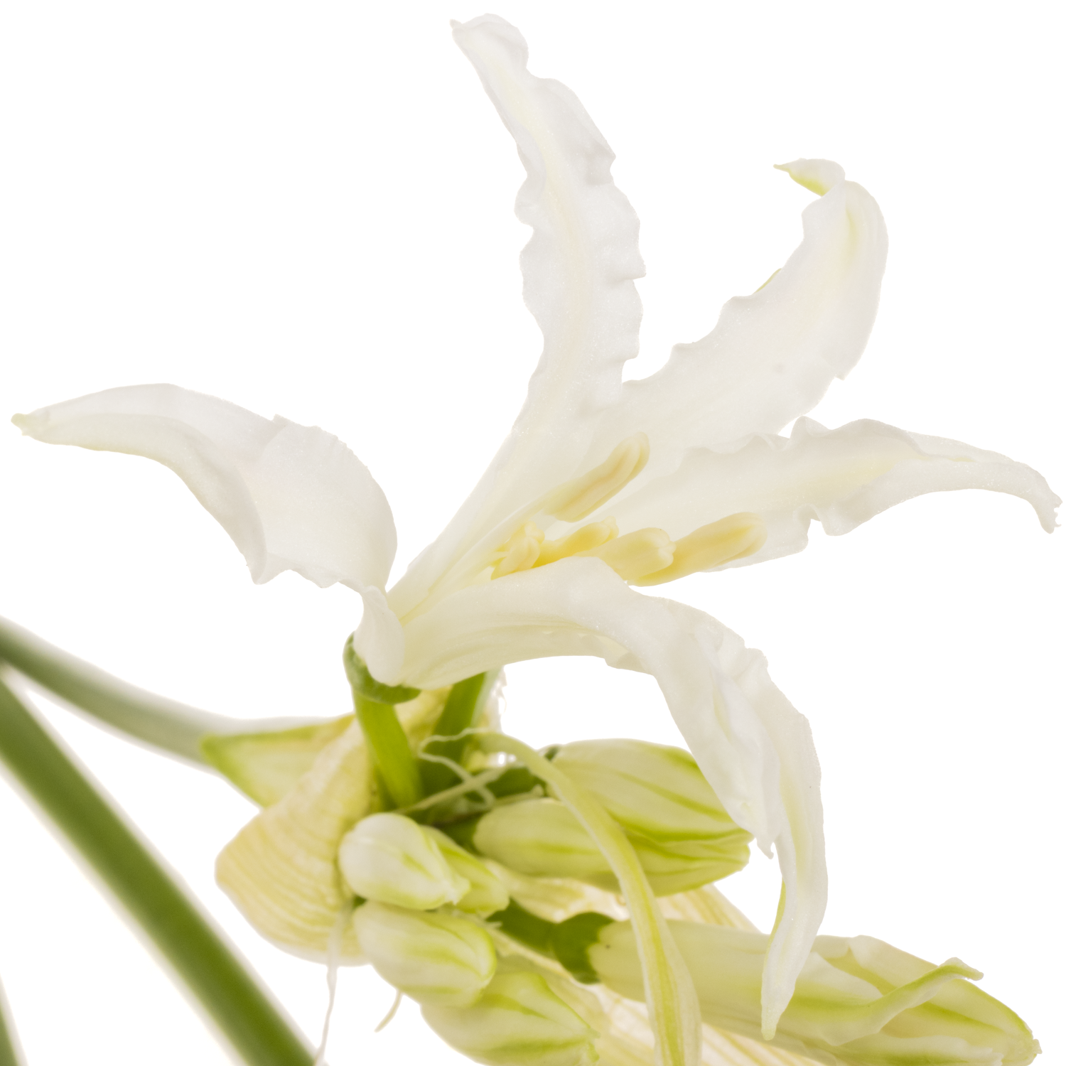 Nerine creme/weiss White Tiger 85cm