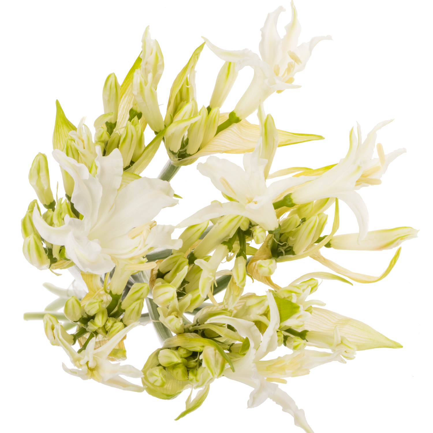 Nerine creme/weiss White Tiger 85cm