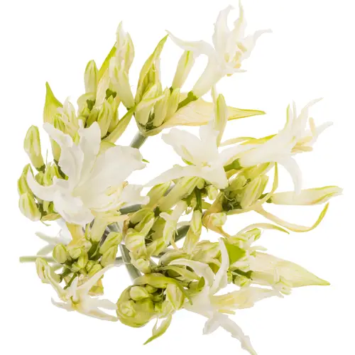Nerine creme/weiss White Tiger 85cm