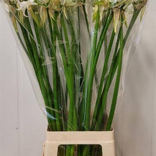 Nerine creme/weiss White Tiger 90cm